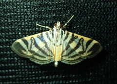 Spilomela discordens