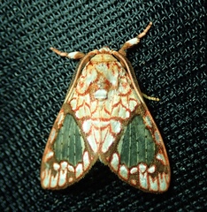 Azatrephes argyrotis