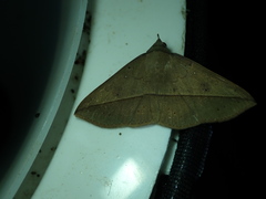 Lepidoptera