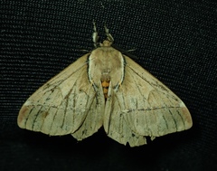 Lepidoptera