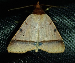 Lepidoptera