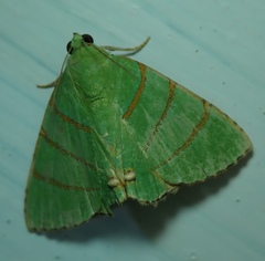 Lepidoptera