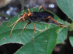 Leptodialepis bipartitus