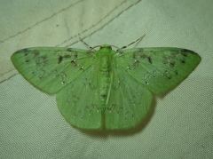 Geometridae