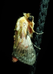 Aidos perfusa