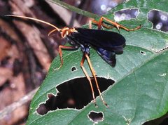 Leptodialepis bipartitus
