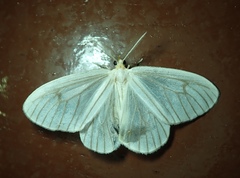 Lepidoptera