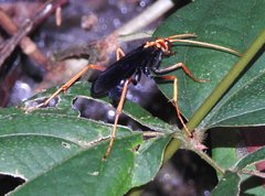 Leptodialepis bipartitus