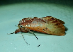 Lepidoptera