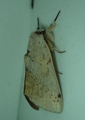 Lepidoptera