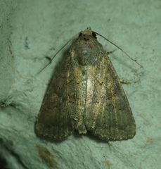 Lepidoptera
