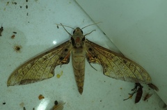 Lepidoptera