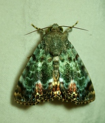 Lepidoptera