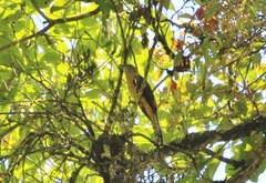 Cacomantis merulinus