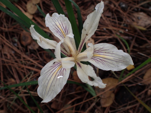 Image of Iris fernaldii by (c) Cricket Raspet, some rights reserved (CC BY)