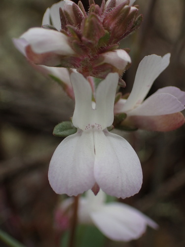 Image of Collinsia bartsiifolia by (c) Cricket Raspet, some rights reserved (CC BY)