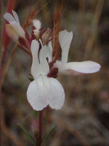 Image of White Blue-Eyed Mary (Collinsia bartsiifolia) by (c) Cricket Raspet, some rights reserved (CC BY)