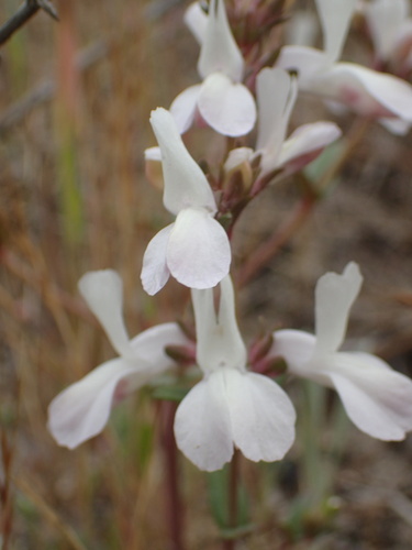 Image of White Blue-Eyed Mary (Collinsia bartsiifolia) by (c) Cricket Raspet, some rights reserved (CC BY)