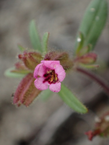 Rattan's monkeyflower (Diplacus rattanii)