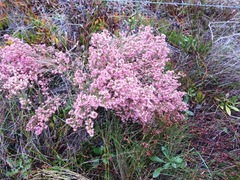 Erica interrupta