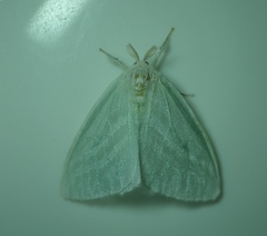 Lepidoptera