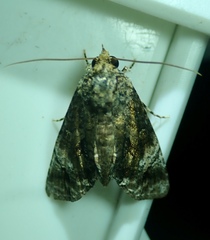 Lepidoptera