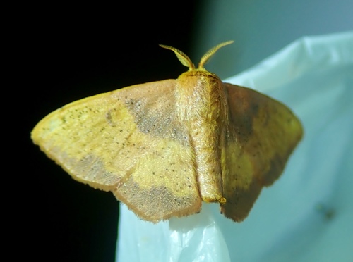 shield bearer moths - Encyclopedia of Life