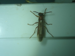 Apoica