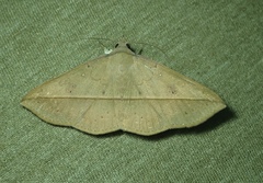 Lepidoptera