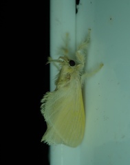 Lepidoptera