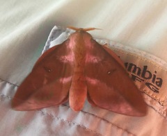 Othorene purpurascens