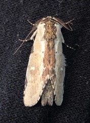 Lepidoptera