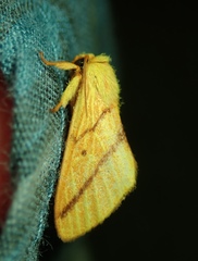 Lepidoptera