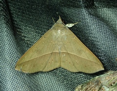 Lepidoptera