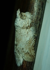 Lepidoptera