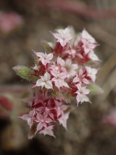 Image of Chorizanthe pungens by (c) Cricket Raspet, some rights reserved (CC BY)
