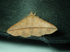 Lepidoptera