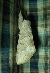 Lepidoptera