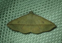 Lepidoptera