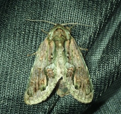 Lepidoptera