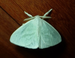 Lepidoptera