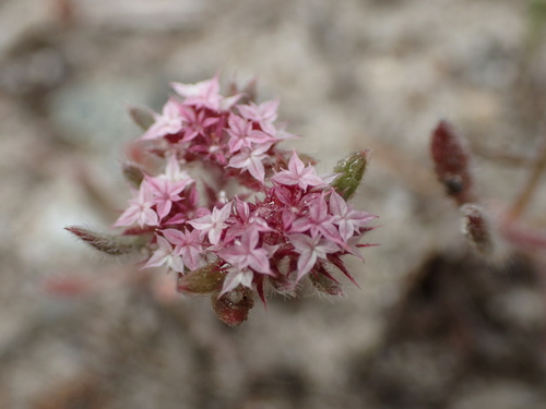 Image of Ben Lomond Spineflower (Chorizanthe pungens) by (c) Cricket Raspet, some rights reserved (CC BY)