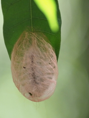 Lepidoptera