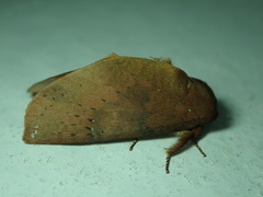 Lepidoptera