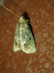 Lepidoptera