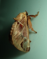 Lepidoptera