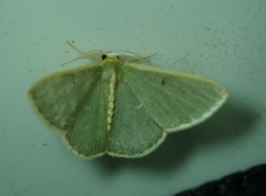 Lepidoptera