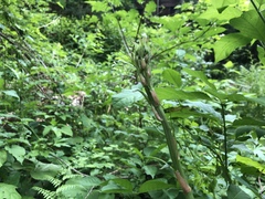 Smilax riparia