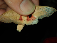 Lepidoptera