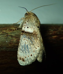 Lepidoptera